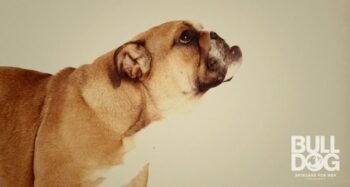 bulldog skincare