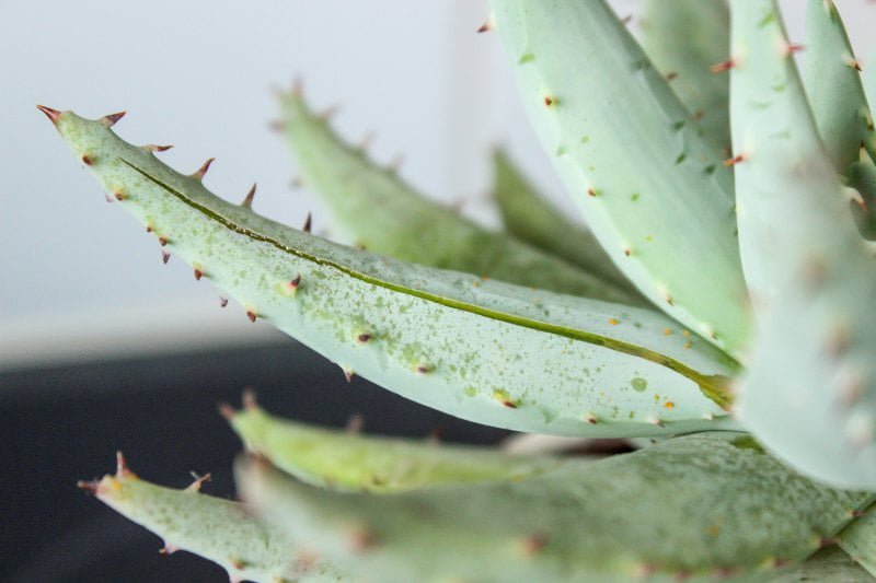 Aloe vera en el cuidado de la piel